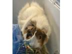 Adopt Atlas a White Guinea Pig / Guinea Pig / Mixed (short coat) small animal in