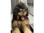 Adopt Desi a Tan/Yellow/Fawn Rottweiler / Poodle (Standard) / Mixed (short coat)