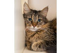 Adopt Adel a Brown Tabby Domestic Mediumhair / Mixed Breed (Medium) / Mixed