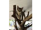 Adopt Grasshopper a Brown Tabby Domestic Shorthair / Mixed Breed (Medium) /
