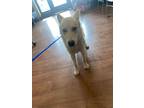 Adopt Kiara* a Tan/Yellow/Fawn Carolina Dog / Mixed Breed (Medium) / Mixed