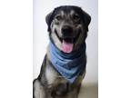 Adopt 24-241D Apollo a Black Husky / Mixed Breed (Medium) / Mixed (short coat)