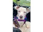 Adopt Kenobi Waller a White Pit Bull Terrier dog in Provo, UT (40915333)