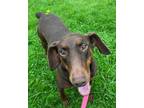 Adopt Reba a Brown/Chocolate - with Black Doberman Pinscher / Mixed dog in South
