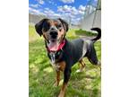 Adopt Lily Pad a Black Mixed Breed (Small) / Mixed Breed (Medium) / Mixed (short
