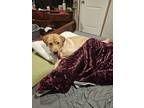 Adopt Trooper a Tan/Yellow/Fawn Golden Retriever / Mixed dog in New Providence