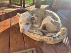 Adopt Maui a White - with Tan, Yellow or Fawn Catahoula Leopard Dog / Pit Bull