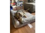 Adopt Cleo a Brown/Chocolate - with White German Shepherd Dog / Labrador