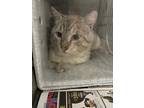 Adopt Chairman a White Domestic Shorthair / Siamese / Mixed (short coat) cat in