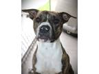 Adopt Benjamin a Brindle Mixed Breed (Medium) dog in Johnstown, PA (41441383)