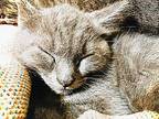 Accio Spell Russian Blue Young Female