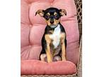 PUPPY ALFIE Chihuahua Puppy Male