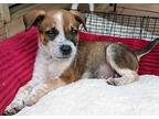 Jason Mixed Breed (Medium) Puppy Male