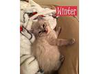 Winter Domestic Shorthair Kitten Male