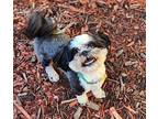 Rascal Maltese Adult Male
