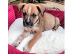 Jake Mixed Breed (Medium) Puppy Male