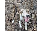 Chowder American Bulldog Adult Male