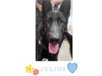 Adopt Julius-Pending! a Black - with White Shepherd (Unknown Type) / Husky /