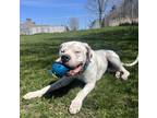 Adopt Gus Gus a Dogo Argentino / Boxer / Mixed dog in Stouffville, ON (41399494)