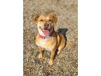 Adopt Bailey (5680) a Tan/Yellow/Fawn - with White Labrador Retriever / Mixed