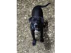 Adopt Bob a Black - with White Pit Bull Terrier / Mastiff / Mixed dog in Kansas