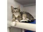 Adopt Torpedo a Domestic Shorthair / Mixed cat in Salisbury, MD (41451617)