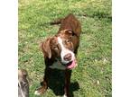 Adopt Whiskey Coke a Mountain Cur / Mixed dog in Cleveland, TN (41391929)
