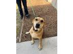 Adopt Daisy a Tan/Yellow/Fawn Golden Retriever / Mixed Breed (Medium) / Mixed
