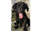 Adopt Scout a Black Retriever (Unknown Type) / Golden Retriever / Mixed dog in