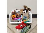 Adopt Rad a Brown/Chocolate Staffordshire Bull Terrier / Jack Russell Terrier /