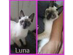 LUNA Siamese Kitten Male
