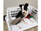 Adopt Rowan a Black Staffordshire Bull Terrier / Jack Russell Terrier / Mixed