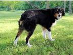 ROBIN Australian Shepherd Adult Female