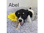 Abel Shepherd (Unknown Type) Puppy Male
