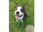 Adopt Billy Goat Gruff a Black American Pit Bull Terrier / Mixed Breed (Medium)