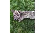 Adopt Mya a Brindle German Shepherd Dog / Mixed Breed (Medium) / Mixed (short