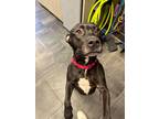 Adopt Zofia a Black American Staffordshire Terrier / Mixed Breed (Medium) /