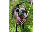 Bella Chihuahua Adult Female