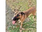Adopt Rhett a Red/Golden/Orange/Chestnut - with Black German Shepherd Dog /