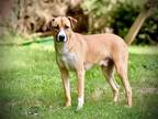 Adopt Waylon a Tricolor (Tan/Brown & Black & White) Black Mouth Cur / Mixed dog