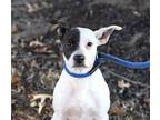 Adopt Jester a White - with Black Rat Terrier / Mixed dog in CARISLE