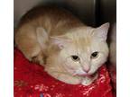 Adopt Jorgen Von Strangle a Tan or Fawn Tabby Domestic Shorthair (short coat)