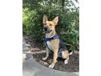 Adopt Sammie a Black - with Tan, Yellow or Fawn German Shepherd Dog / Mixed dog