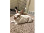 Adopt Rio a Multi Other/Unknown / Mixed (short coat) rabbit in Olive Branch