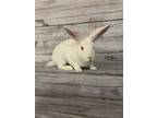 Adopt Frosty a White Other/Unknown / Mixed (short coat) rabbit in Olive Branch