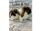 Adopt Bo and Luke a Multi Lop-Eared / Mixed (short coat) rabbit in Olive Branch