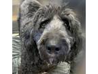 Adopt Buddy a Gray/Blue/Silver/Salt & Pepper Poodle (Standard) / Mixed dog in