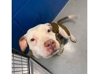 Adopt Princess a Brown/Chocolate American Pit Bull Terrier / Mixed Breed