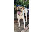 Adopt Duke a Tricolor (Tan/Brown & Black & White) Black Mouth Cur / Parson
