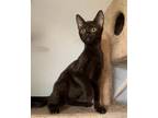Adopt STITCH a All Black Bombay / Mixed (short coat) cat in Branford